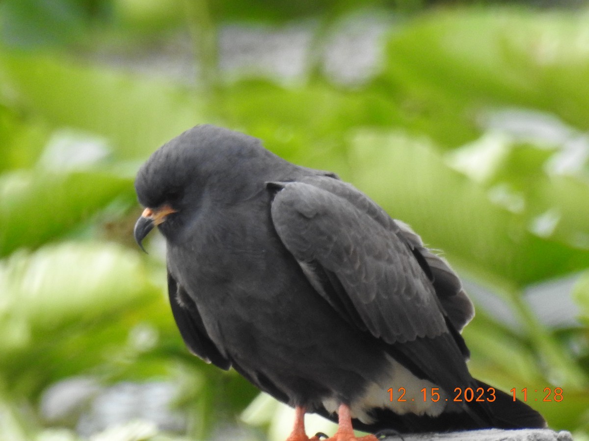 Snail Kite - ML612265411