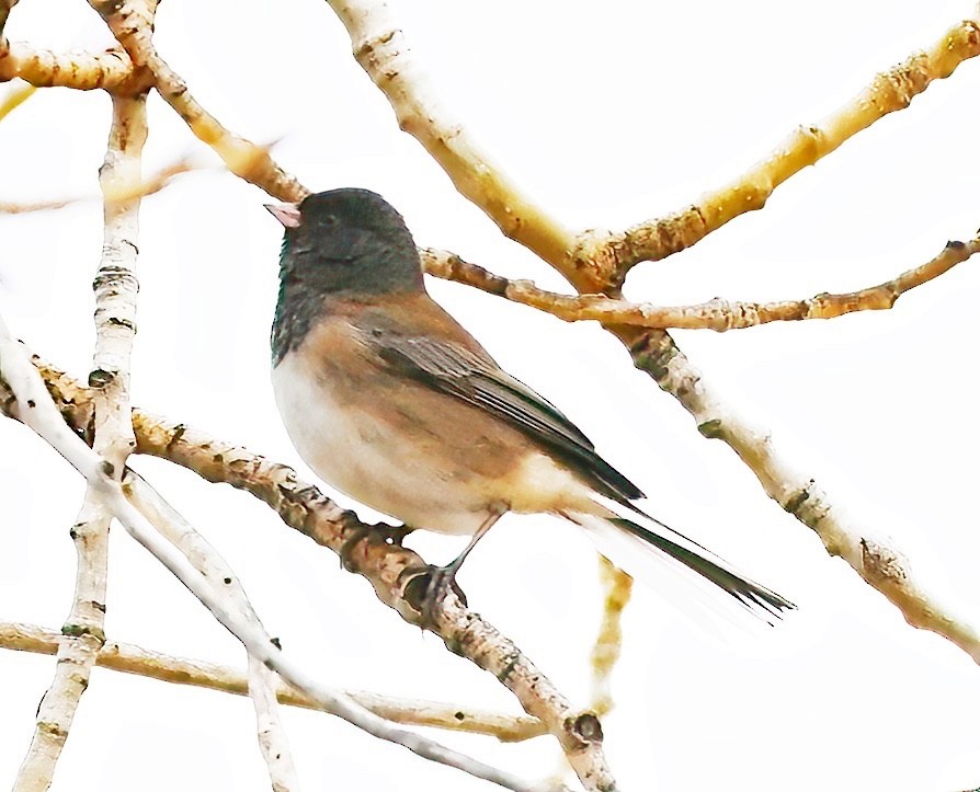 Dark-eyed Junco (Oregon) - ML612265459