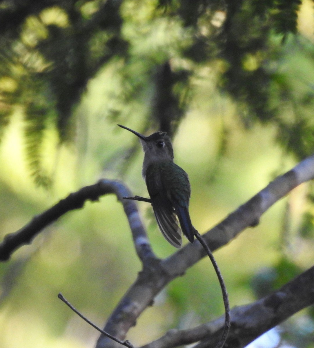 Wedge-tailed Sabrewing (Wedge-tailed) - Ariel Yuan