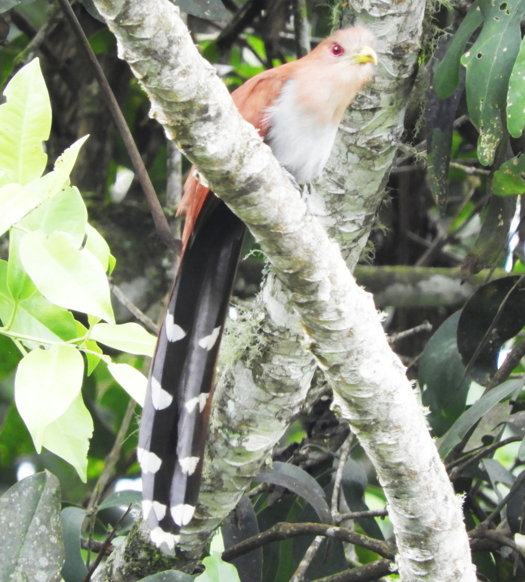 Squirrel Cuckoo - ML612265563