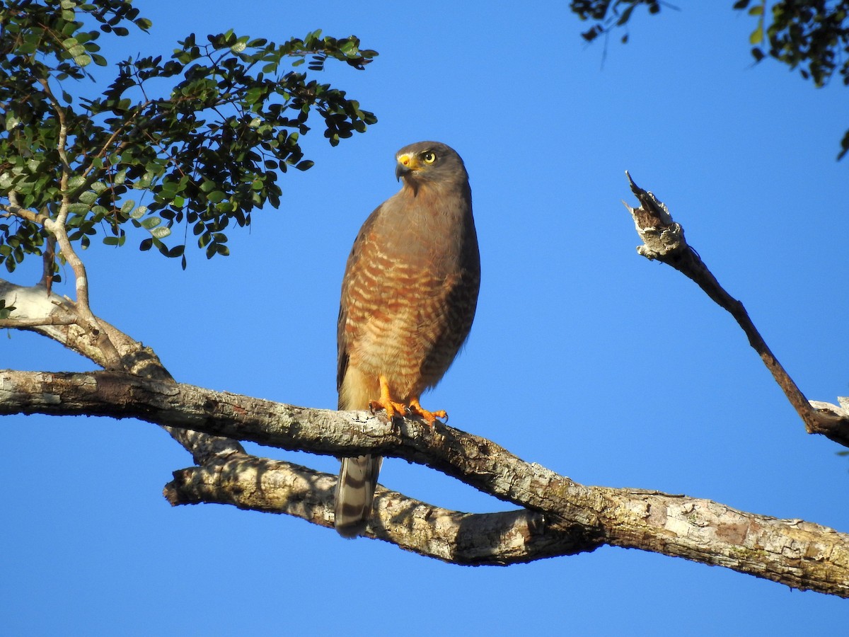 Roadside Hawk - ML612265591