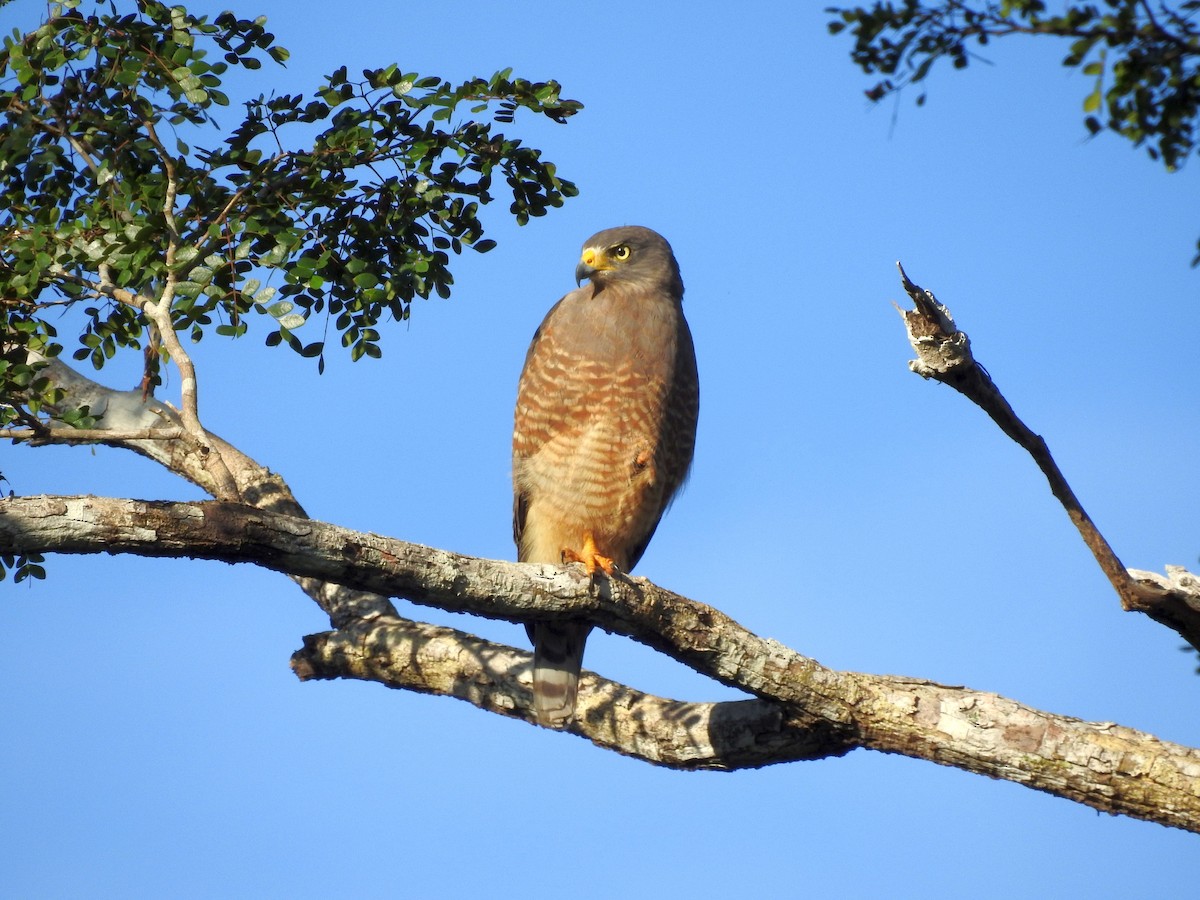 Roadside Hawk - ML612265592