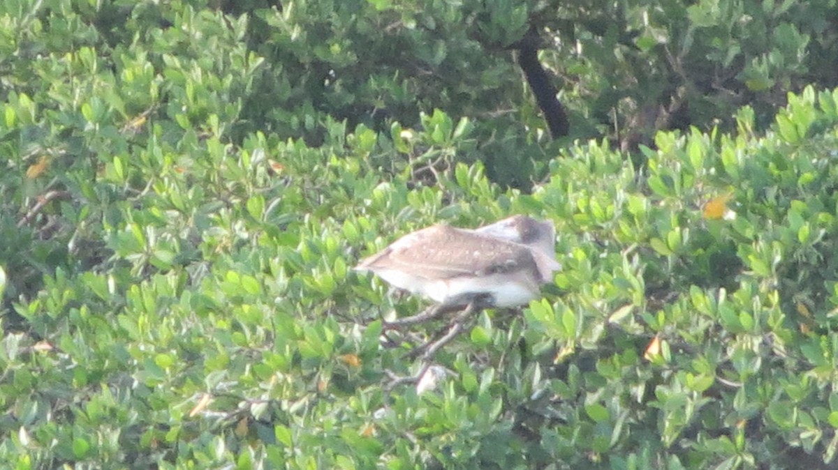 Brown Pelican - Delvis Toledo