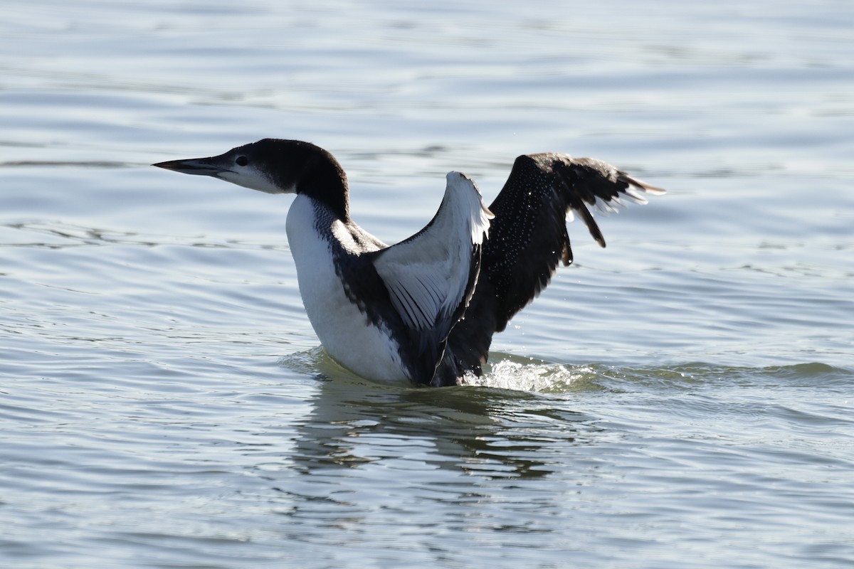 Common Loon - ML612265673