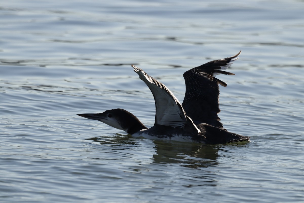 Common Loon - ML612265675