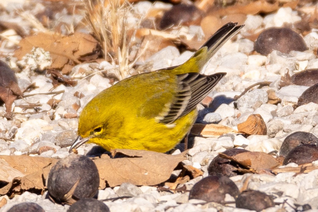 Pine Warbler - ML612265680