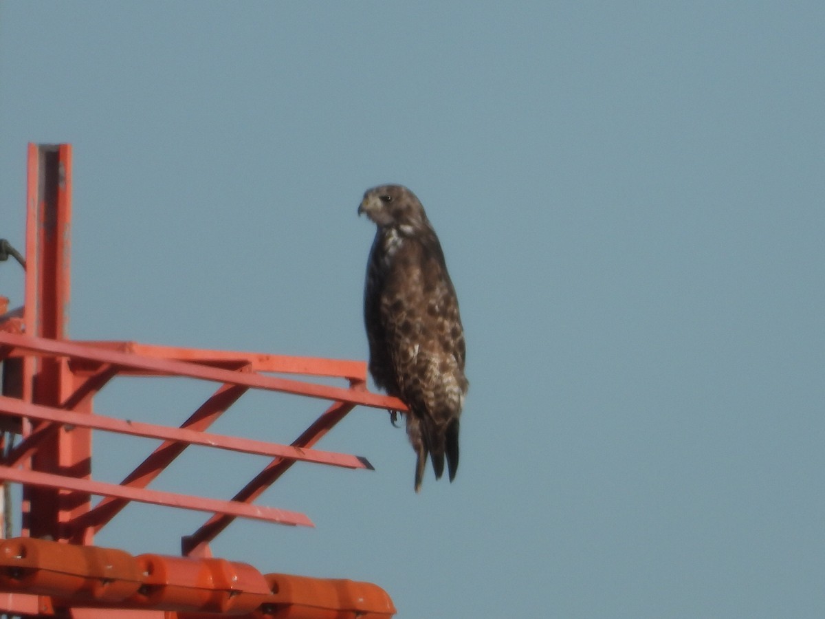 Red-tailed Hawk (Harlan's) - ML612265682