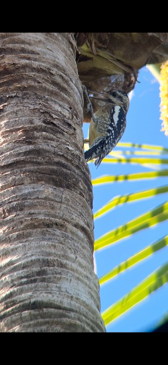 Yellow-bellied Sapsucker - ML612265720