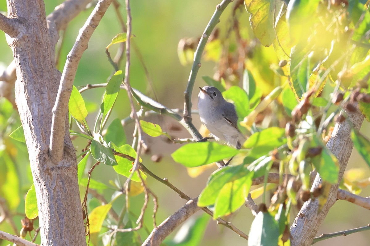 Blue-gray Gnatcatcher - ML612265723