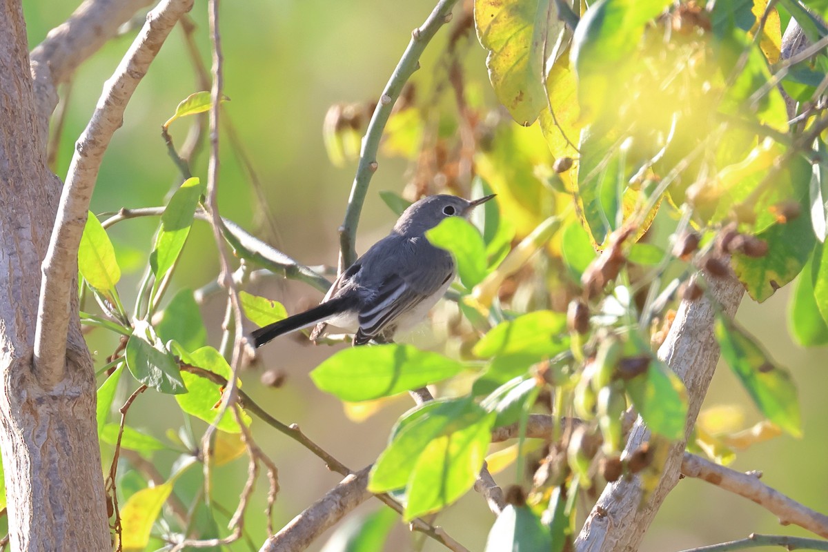 Blue-gray Gnatcatcher - ML612265731