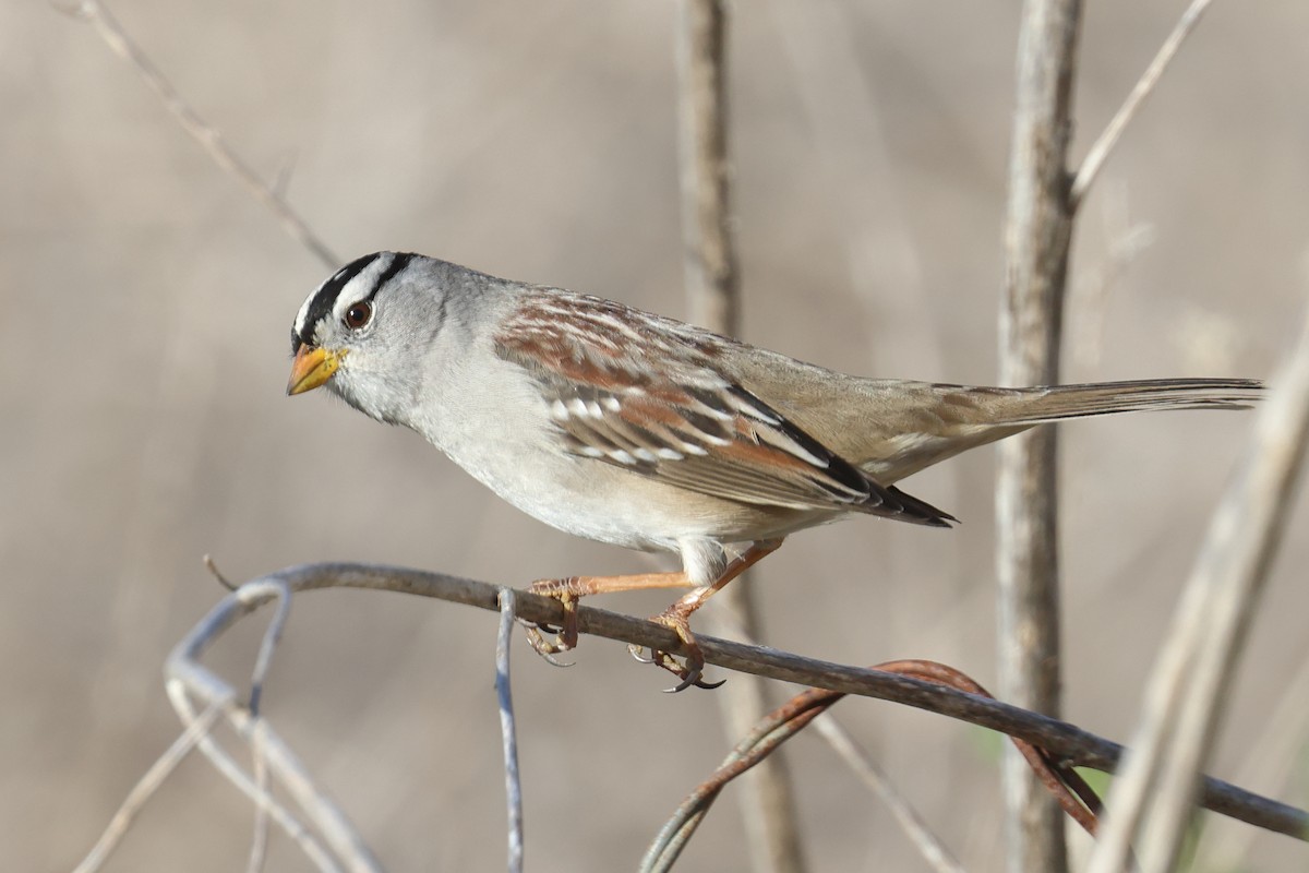 White-crowned Sparrow - ML612265733