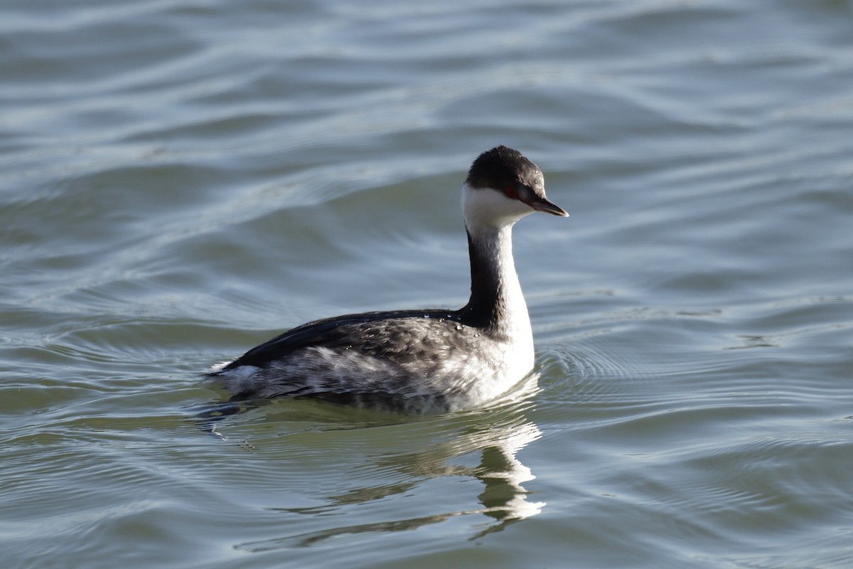 Horned Grebe - ML612265742