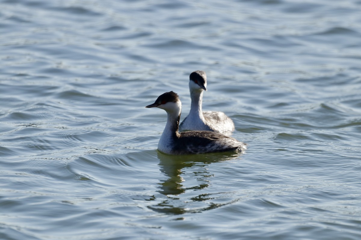 Horned Grebe - ML612265745