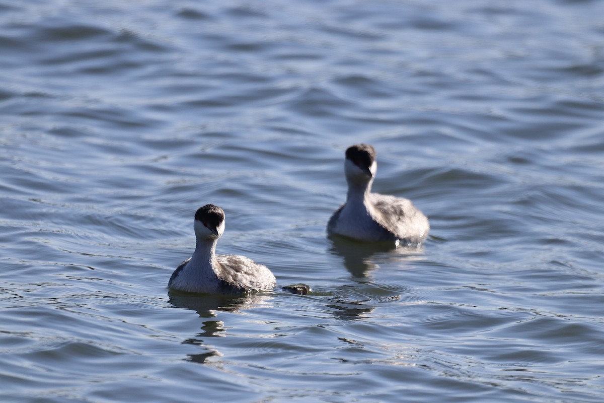 Horned Grebe - ML612265746