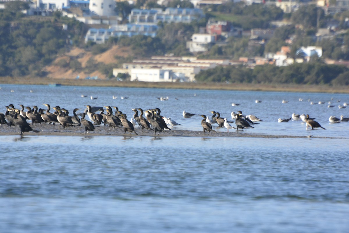 Большой баклан (maroccanus) - ML612265749