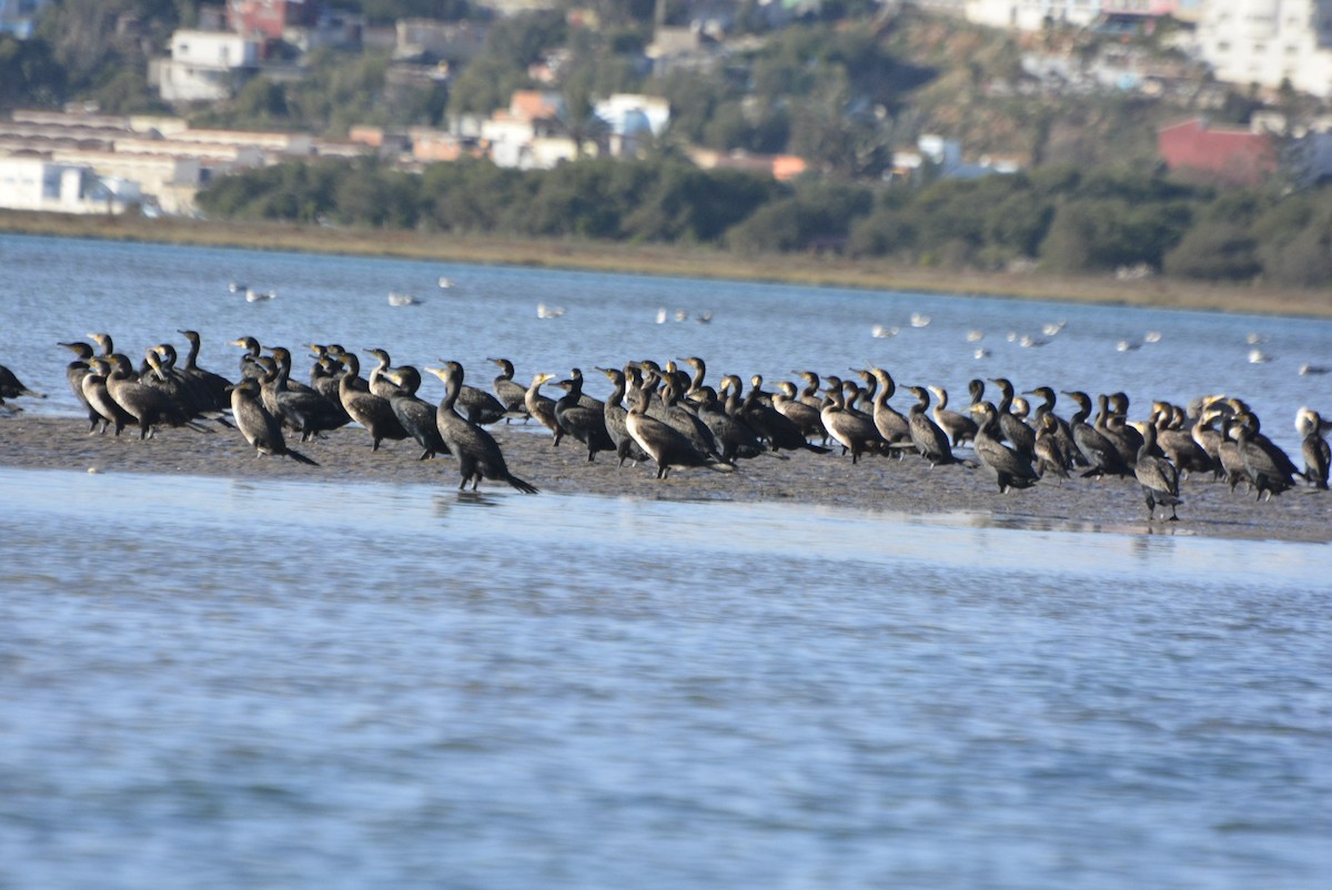 Great Cormorant (Moroccan) - Geoff Carpentier