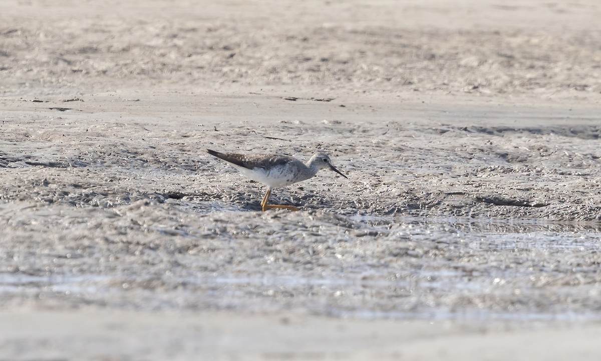 Lesser Yellowlegs - ML612265759