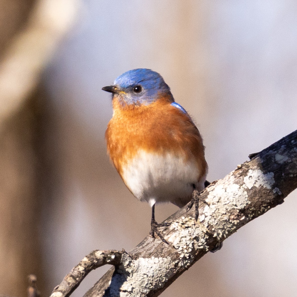 Eastern Bluebird - ML612265798