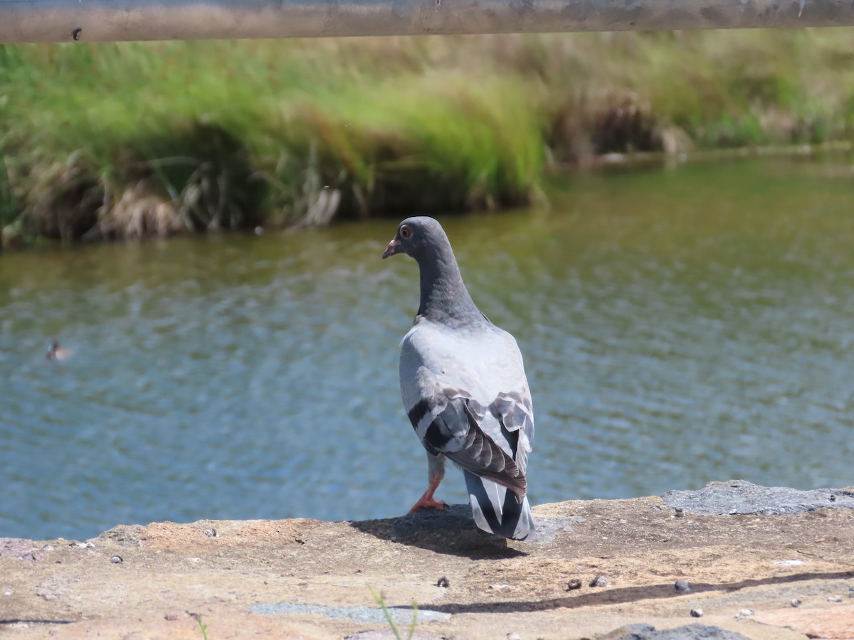 Rock Pigeon (Feral Pigeon) - ML612265806