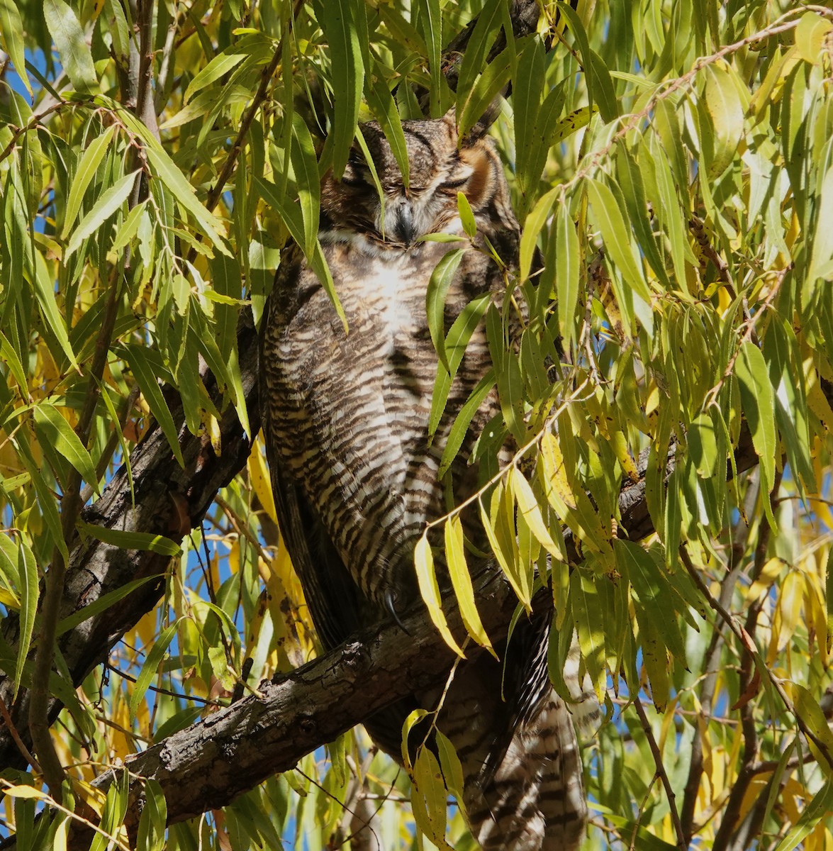 Great Horned Owl - ML612265843