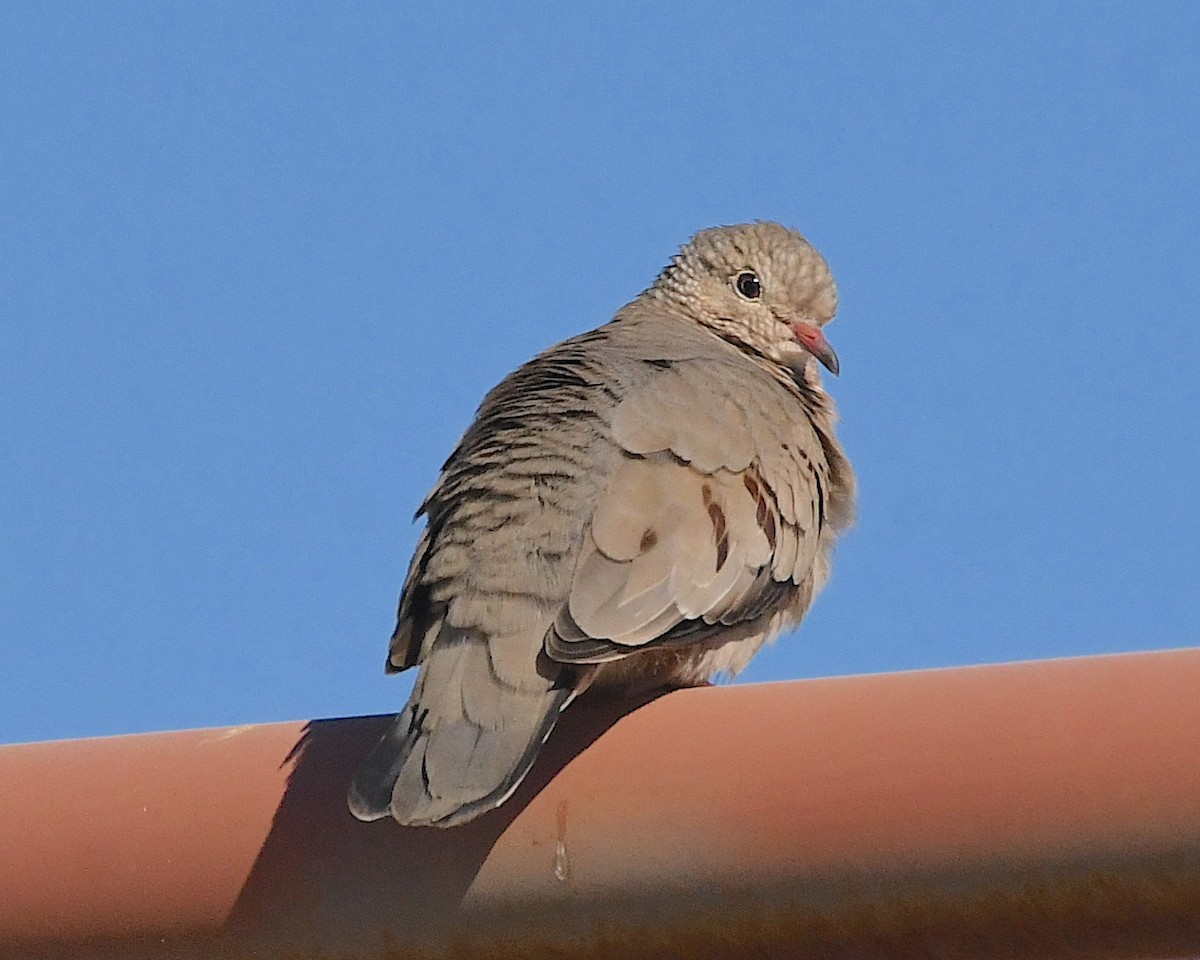 Common Ground Dove - ML612265853
