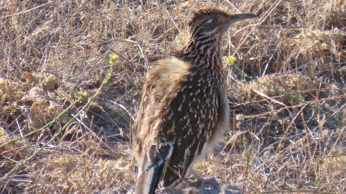 Greater Roadrunner - ML612265896