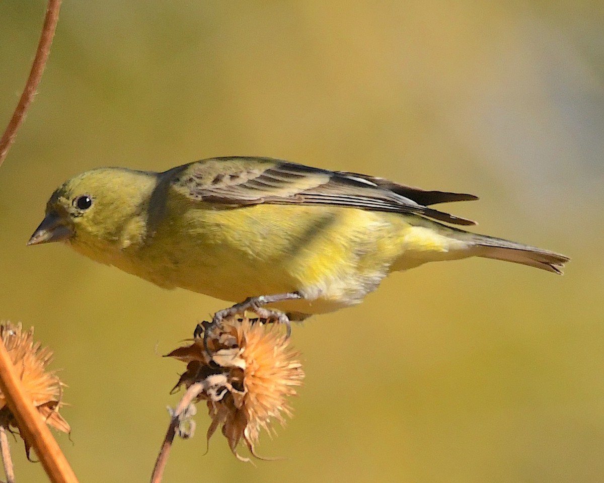 Lesser Goldfinch - ML612265930