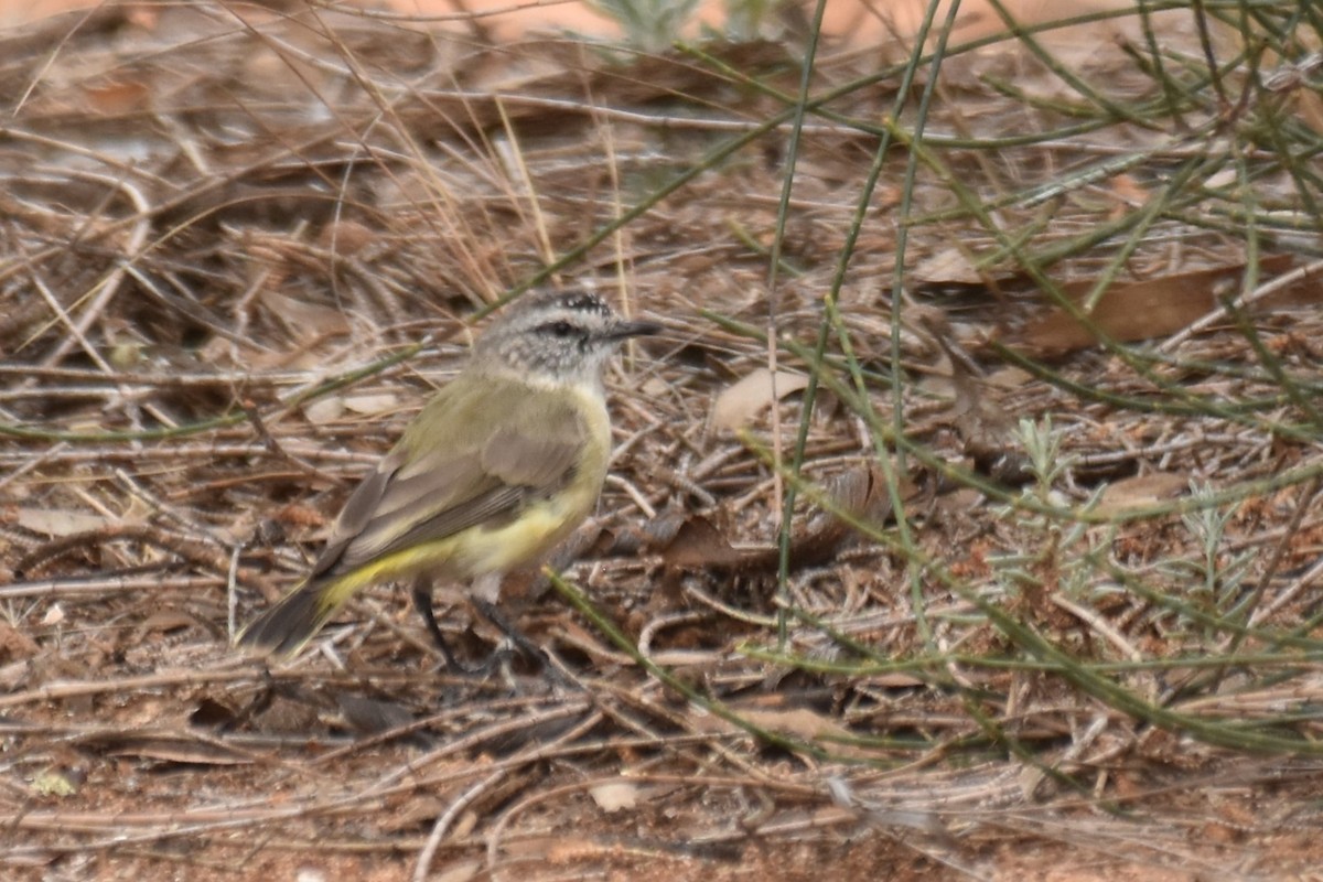 Yellow-rumped Thornbill - ML612265965