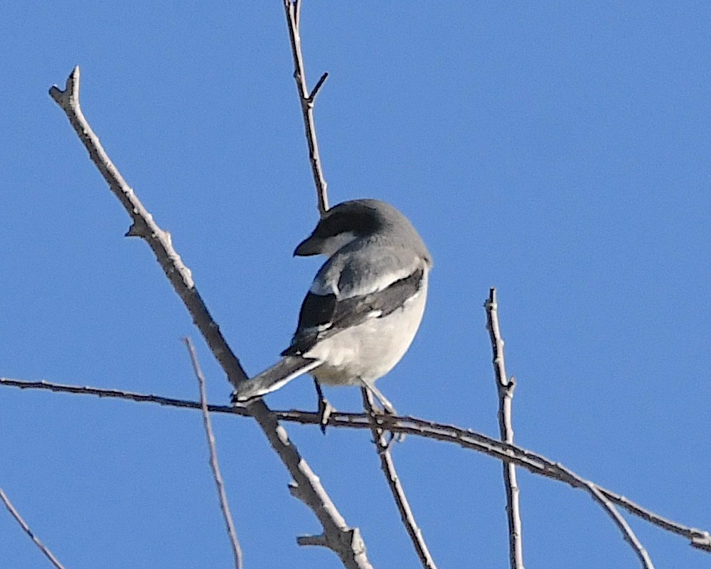 Loggerhead Shrike - ML612265983