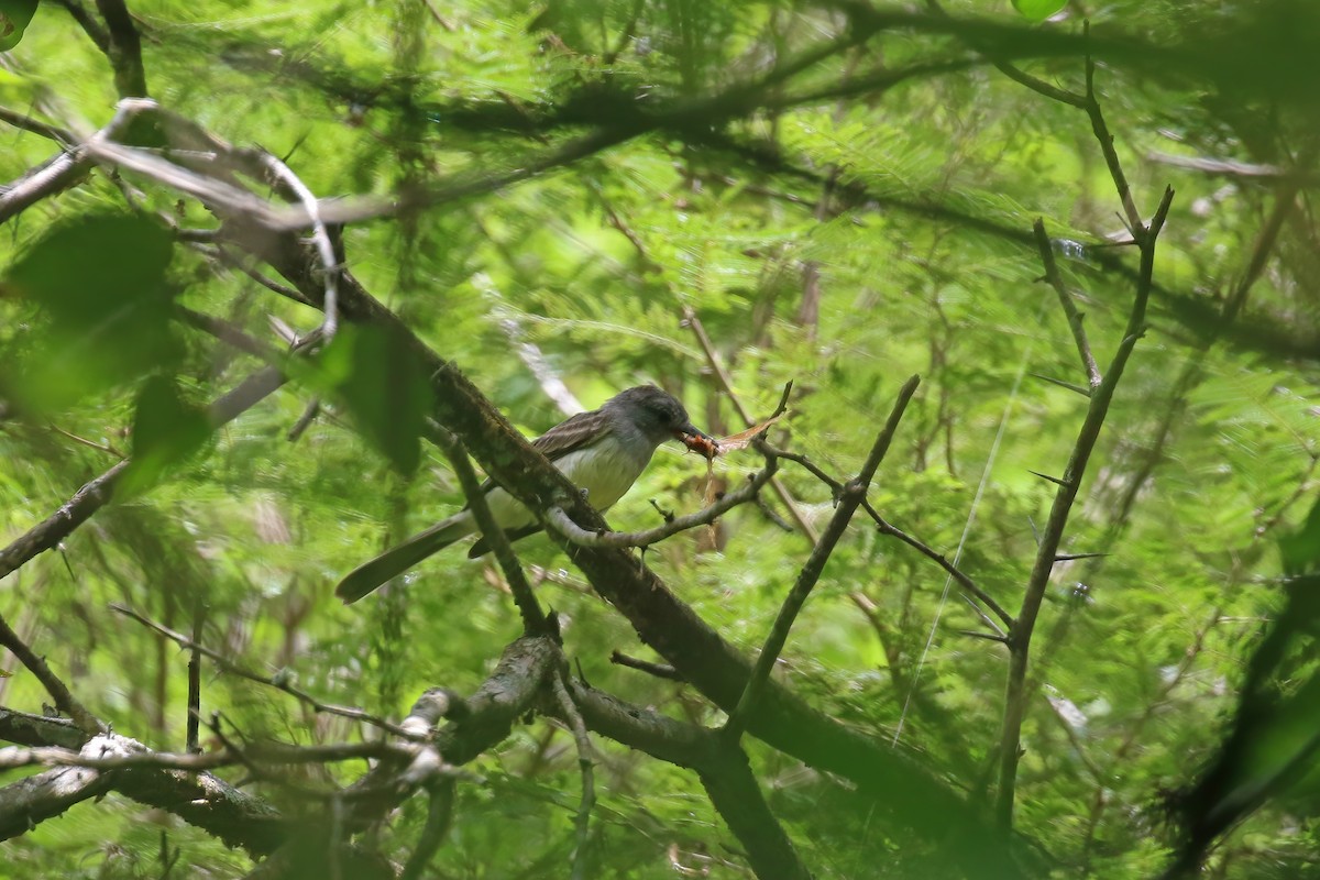 Sooty-crowned Flycatcher - Greg Scyphers