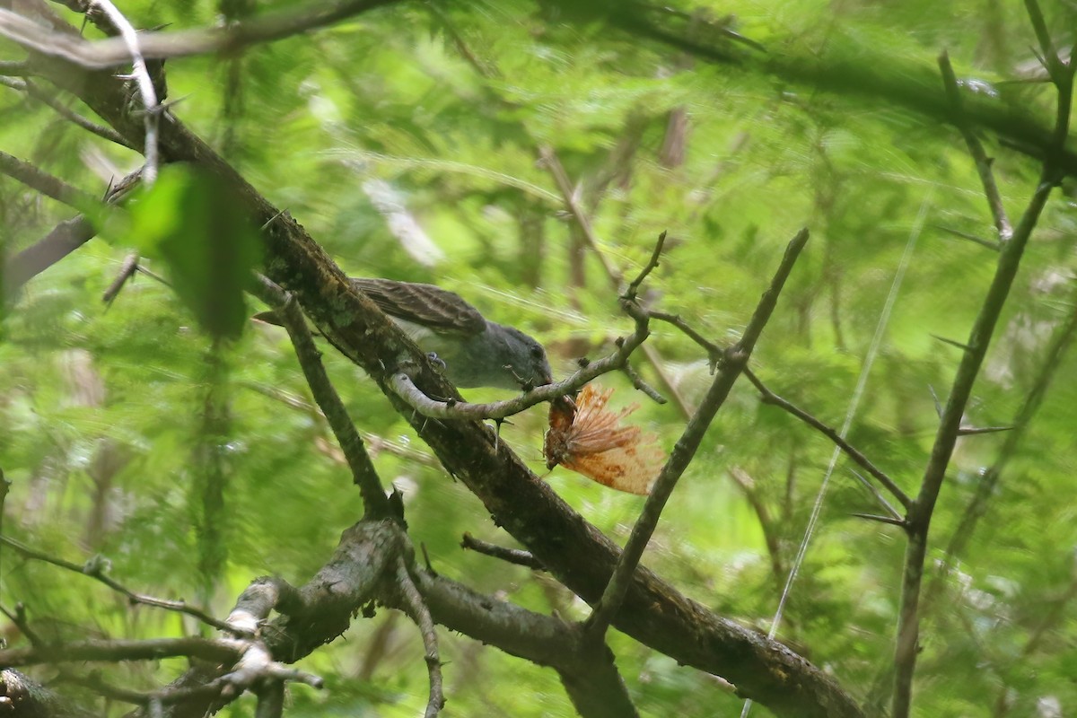 Sooty-crowned Flycatcher - ML612266189