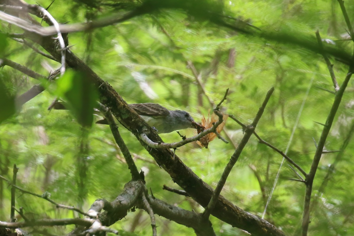 Sooty-crowned Flycatcher - Greg Scyphers