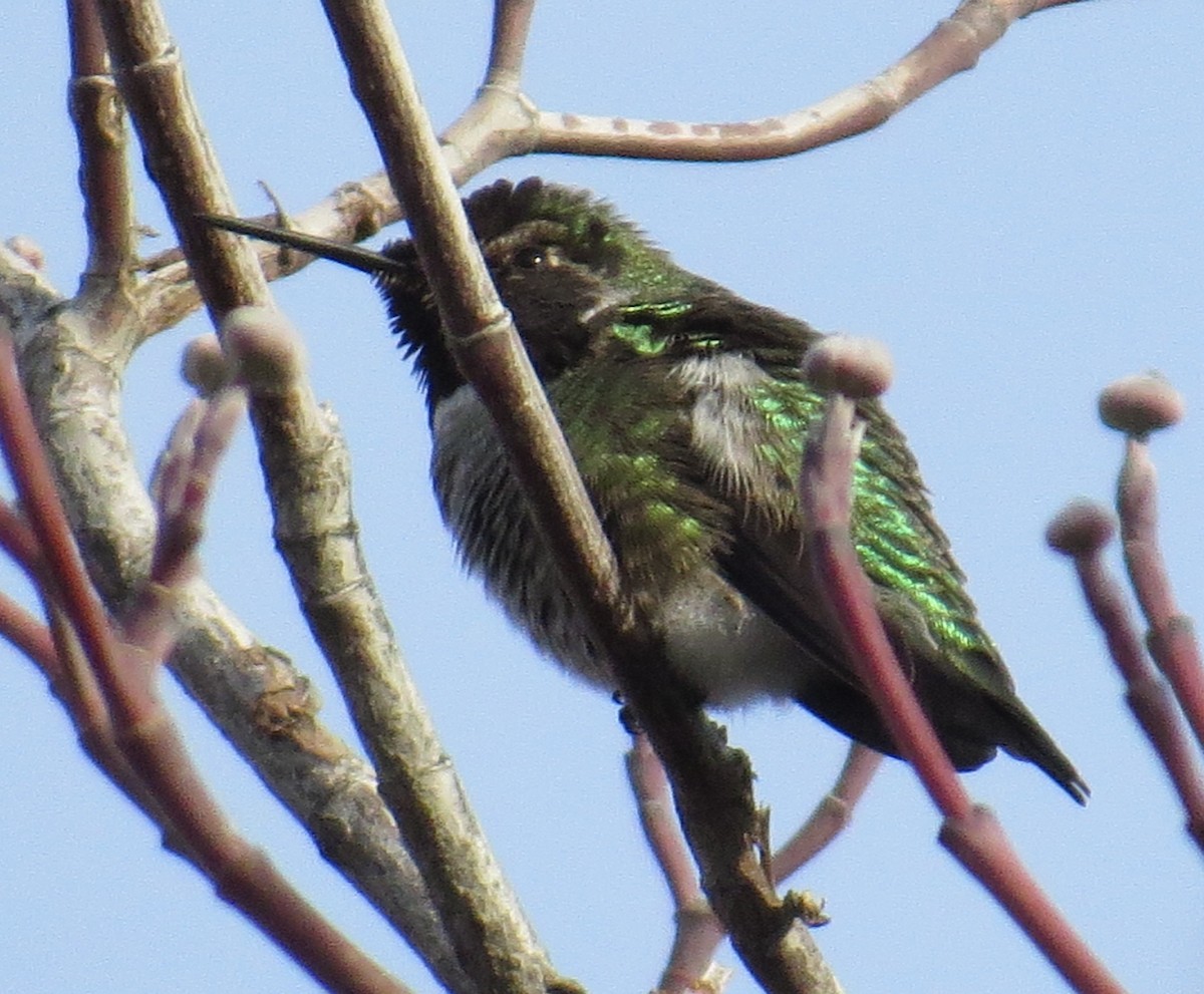 Anna's Hummingbird - ML612266277