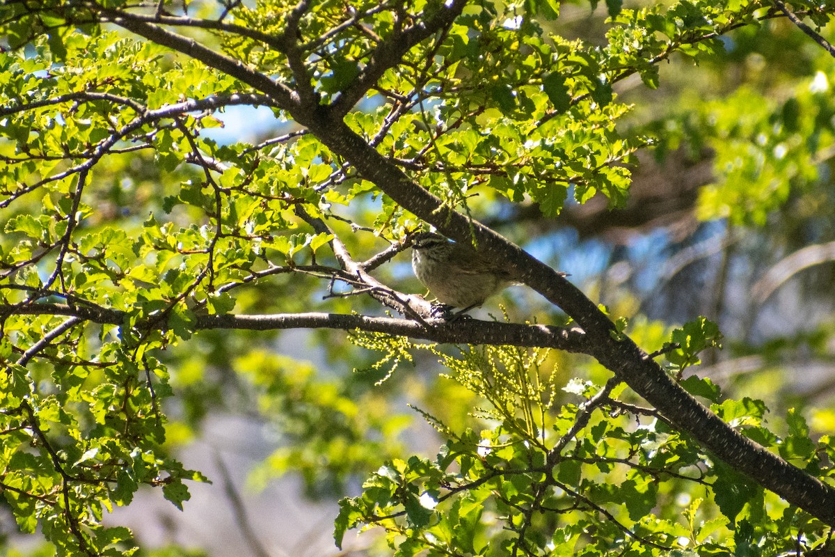 Plain-mantled Tit-Spinetail (pallida) - ML612266401