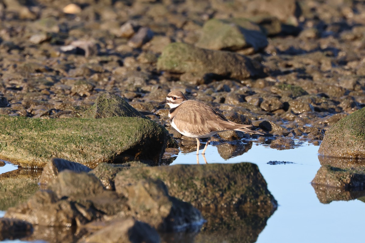 Killdeer - ML612266403