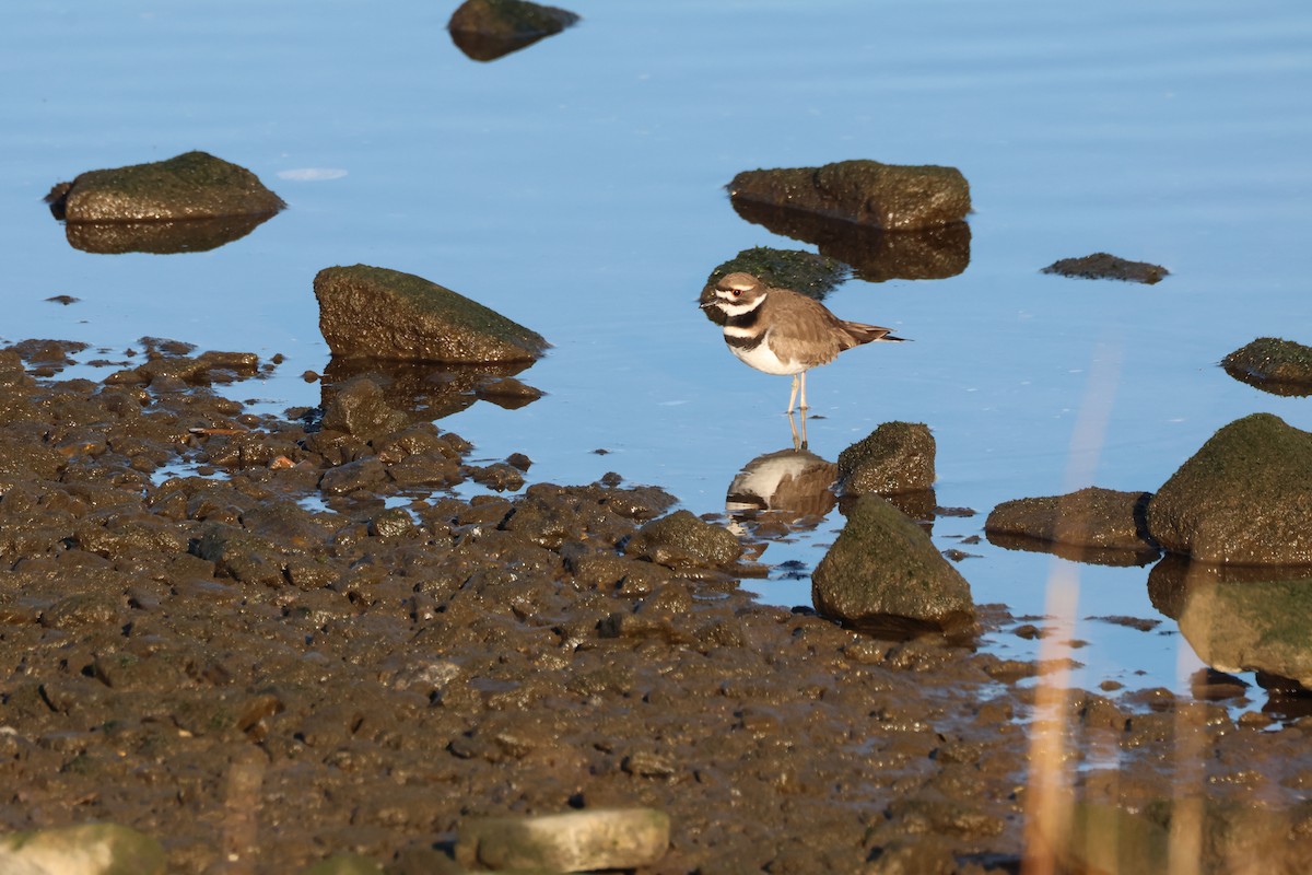 Killdeer - ML612266404