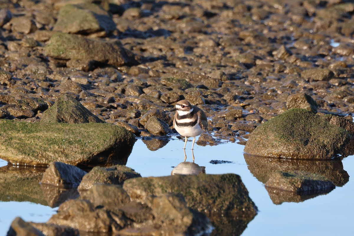 Killdeer - ML612266405