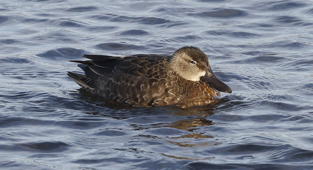Blue-winged Teal - ML612266427