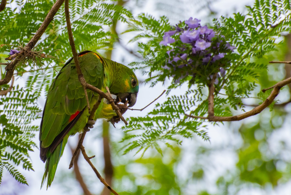 Turquoise-fronted Parrot - Ariel Sandin