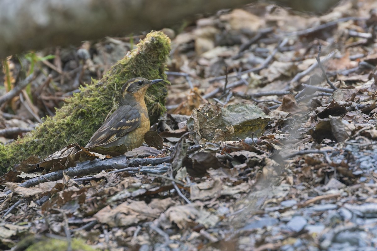 Varied Thrush - ML612266558