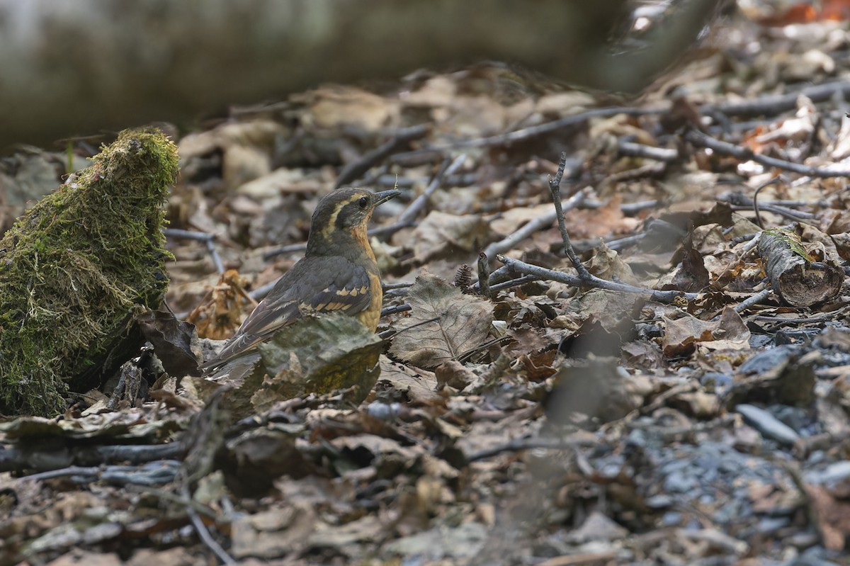 Varied Thrush - ML612266559