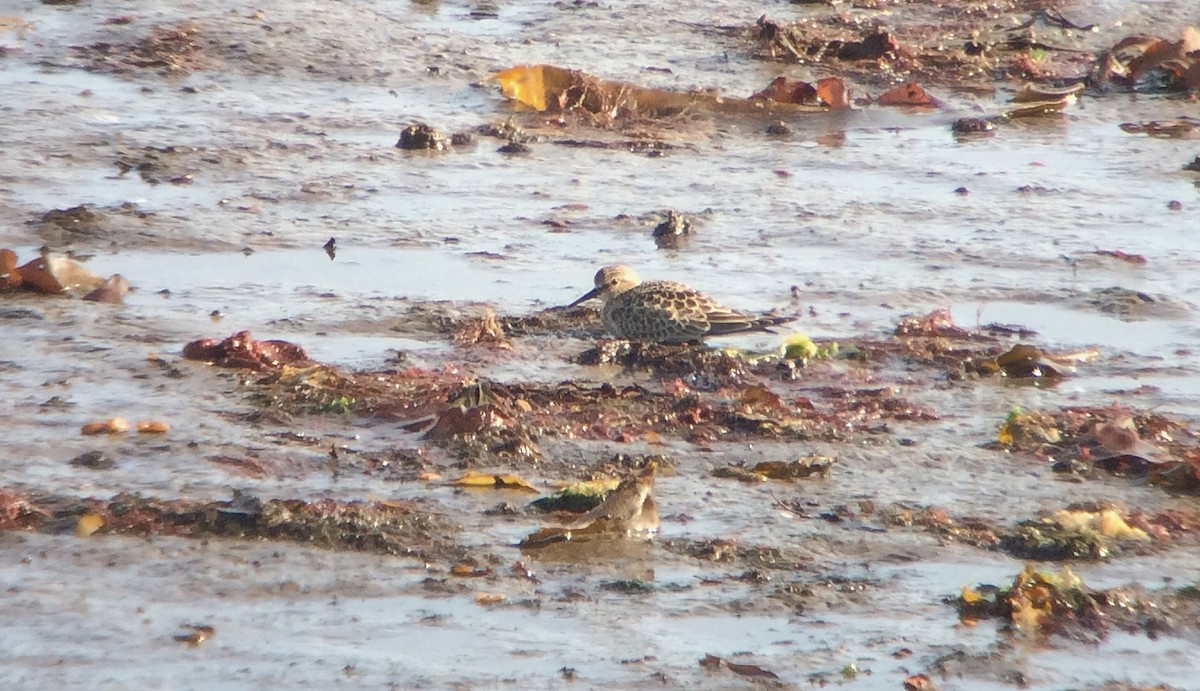 Baird's Sandpiper - ML612266567