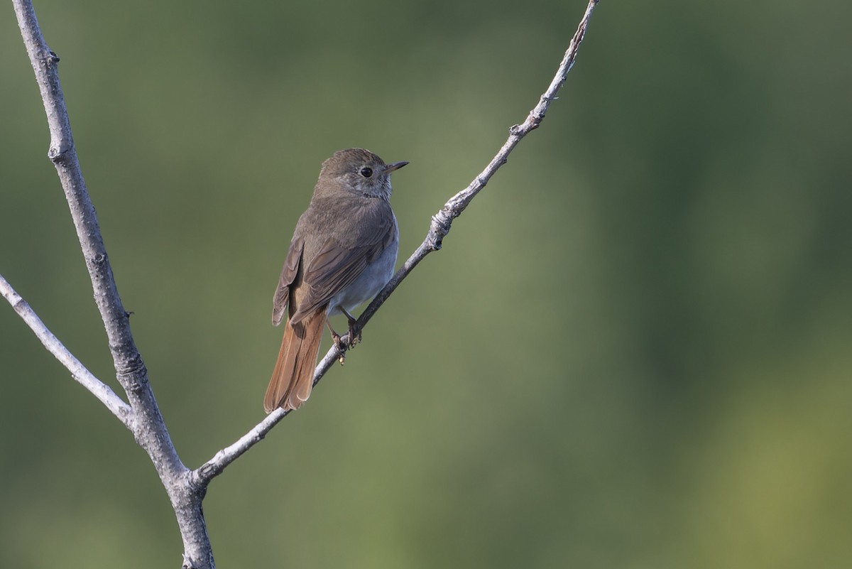 Hermit Thrush - ML612266569