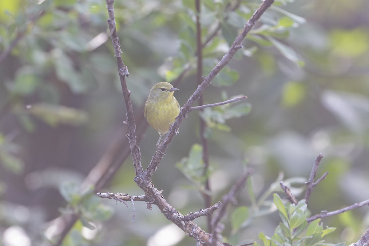 Orange-crowned Warbler - ML612266579