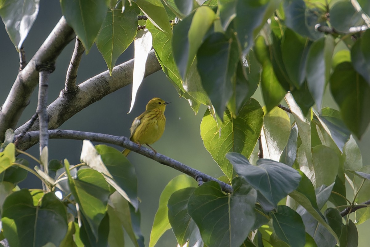 Yellow Warbler - Michael Todd