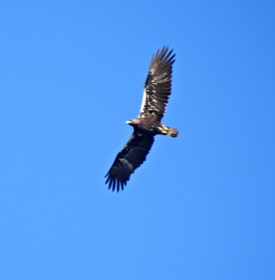 Spanish Eagle - ML612266603