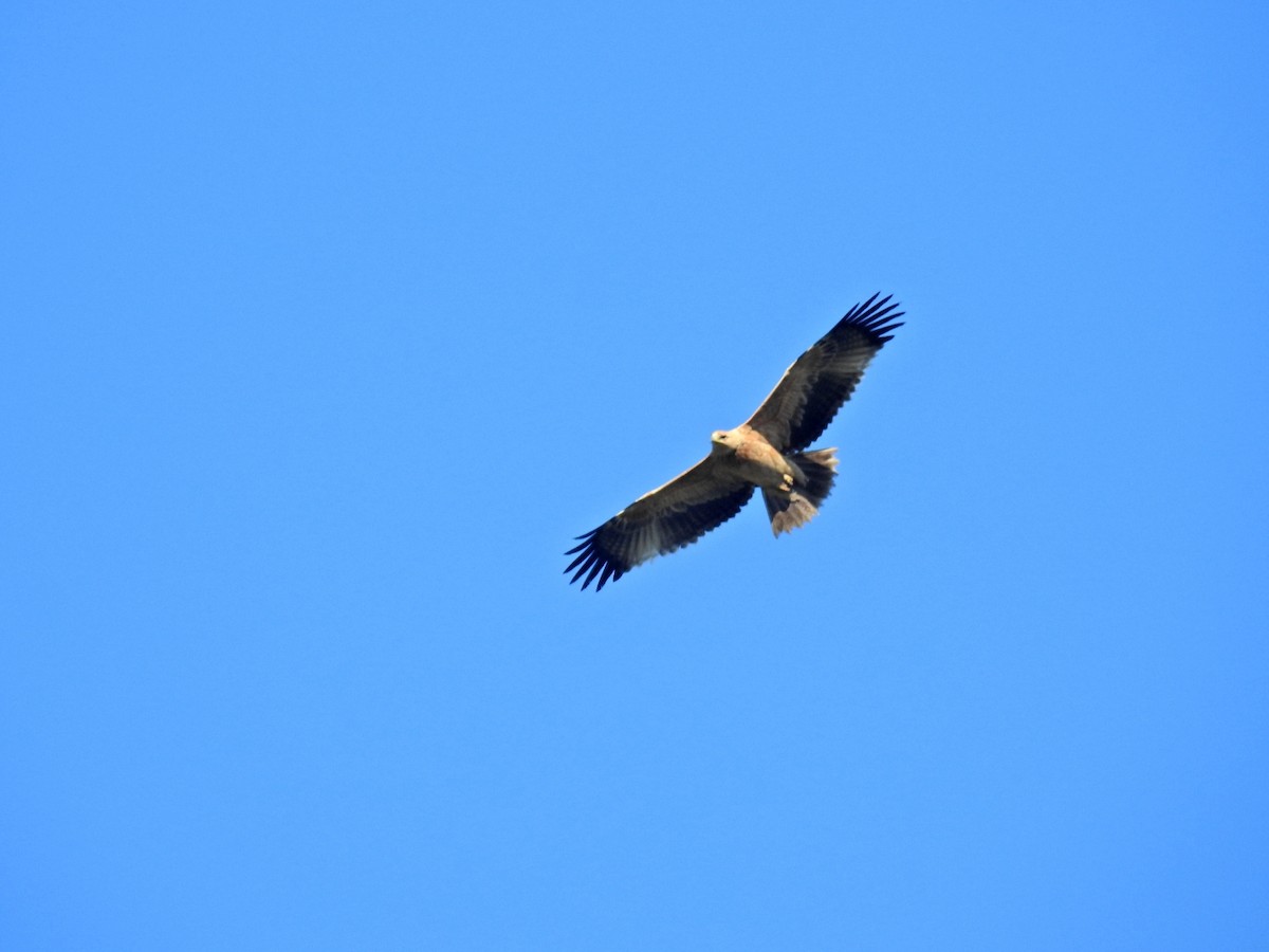 Spanish Eagle - ML612266627