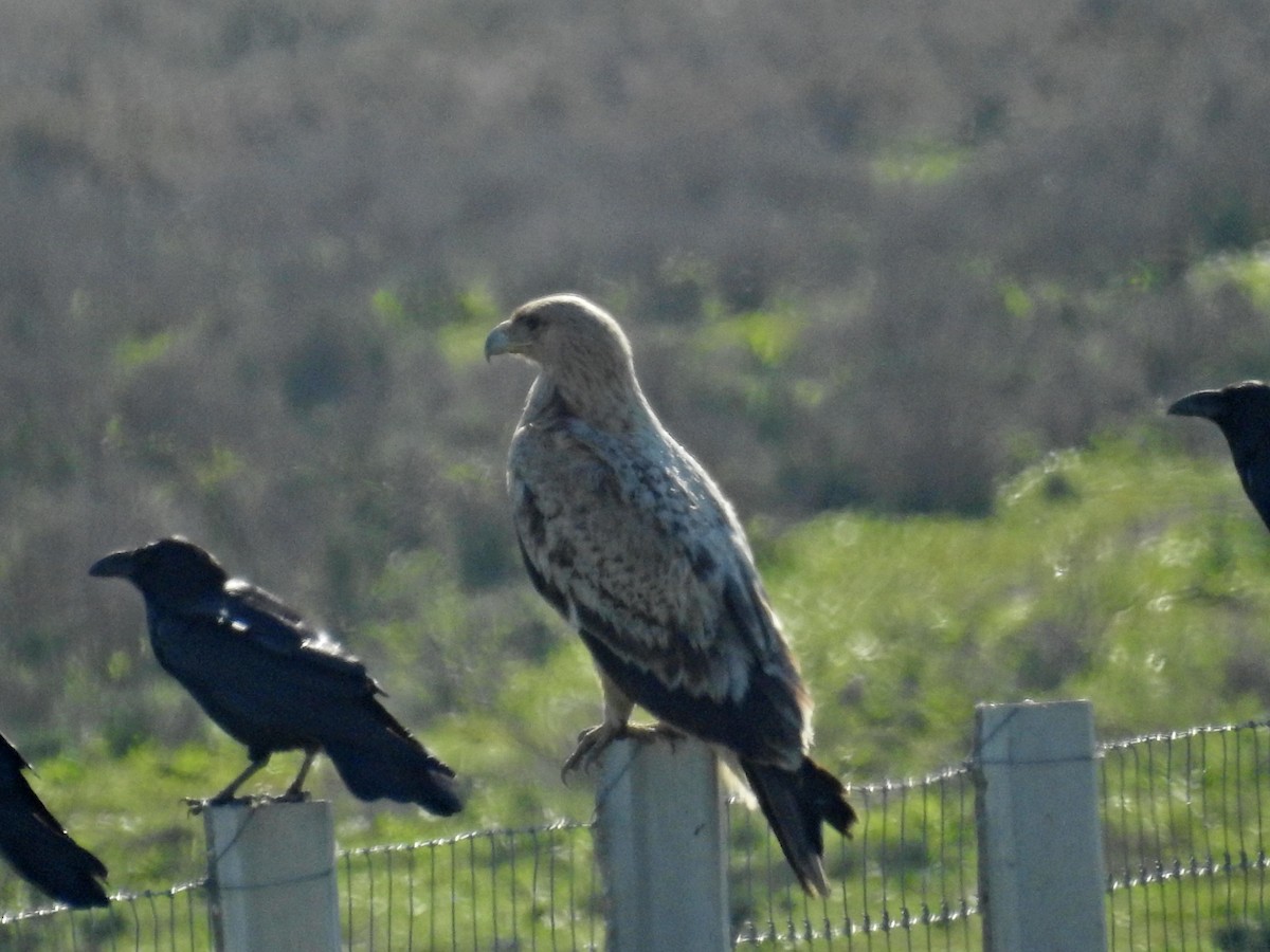 Spanish Eagle - ML612266631