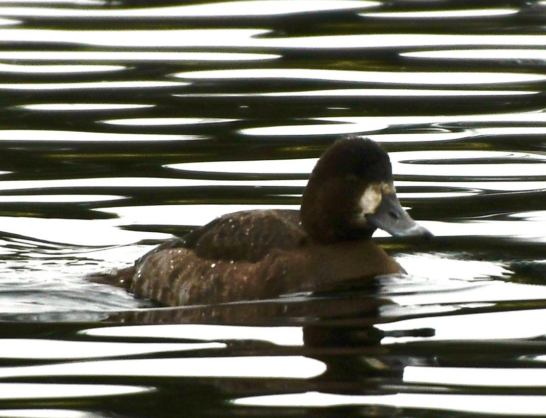 Lesser Scaup - ML612266646