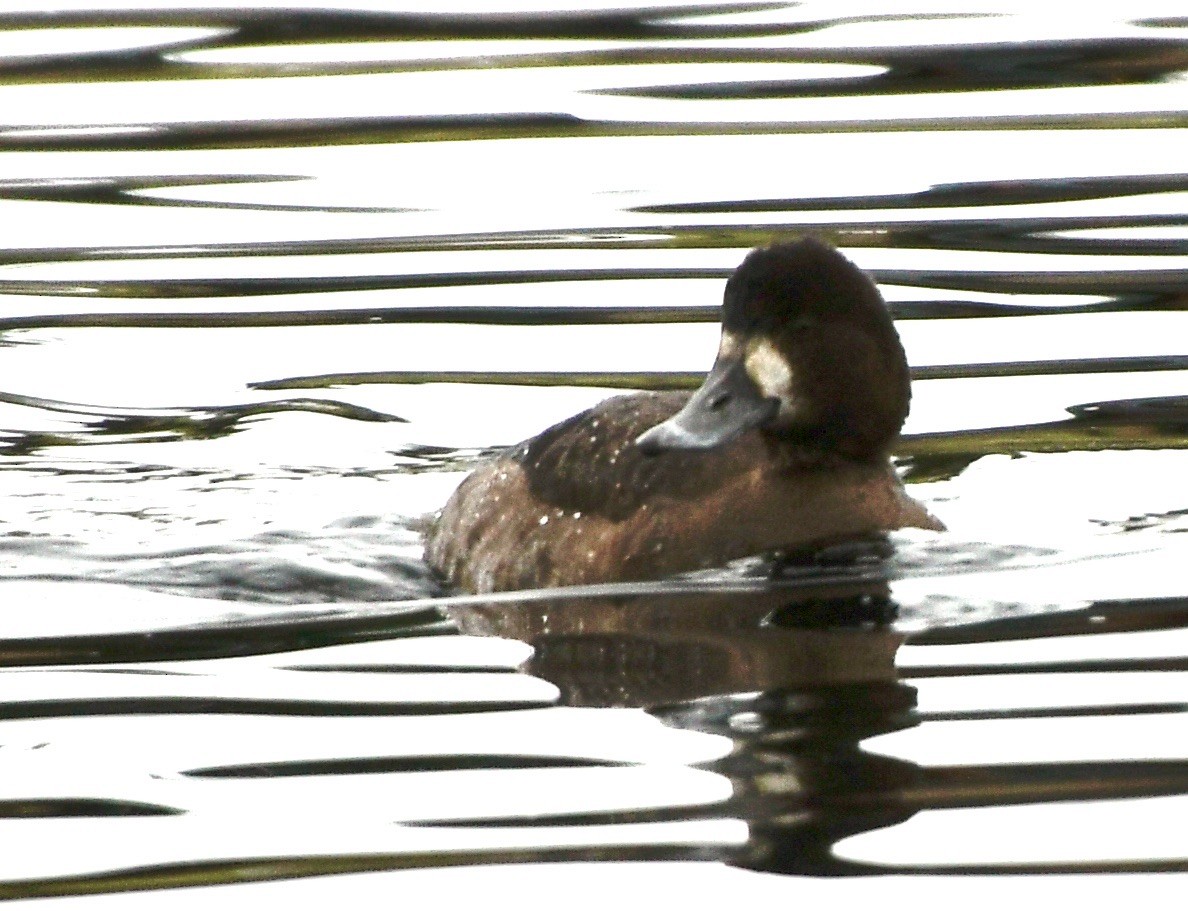 Lesser Scaup - ML612266647